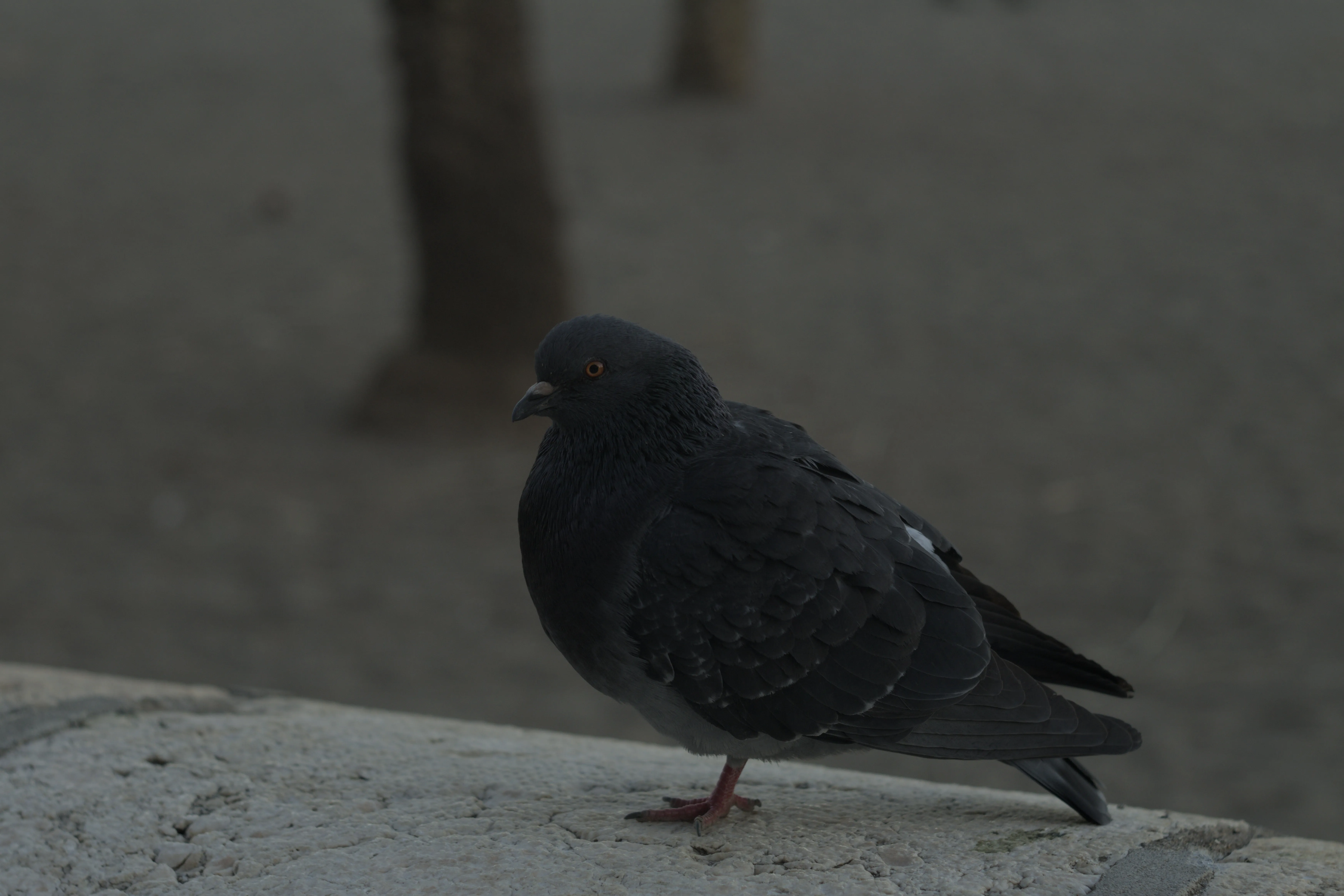 Zenith Helios-77M-4 1,850 (VOMZ) - _I4A5665.webp